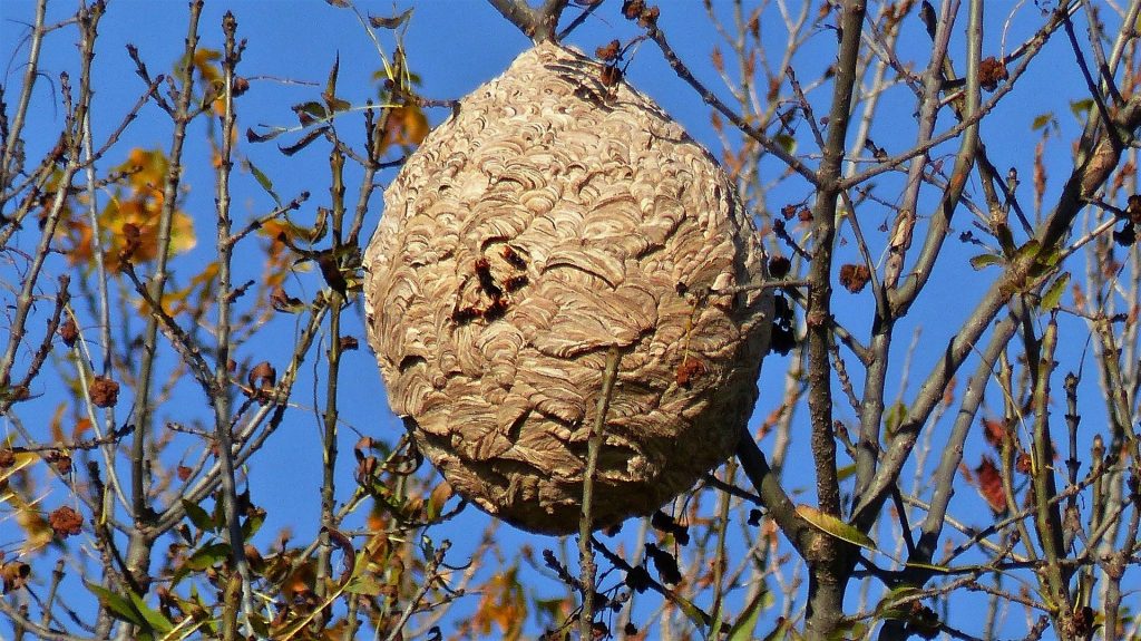 camille le ramoneur nid de frelons asiatique dans un arbre